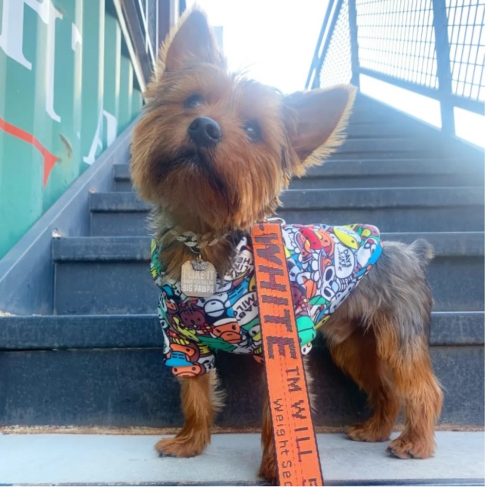 Dog bape hoodie